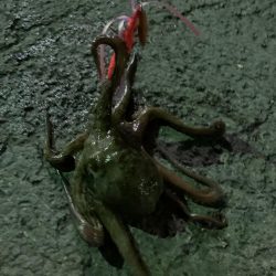 今年の初タコ