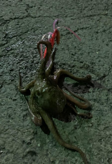 今年の初タコ