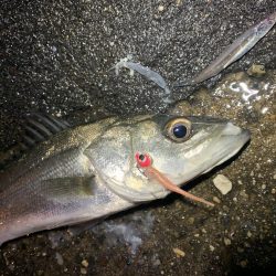 ベイトの溜まり場