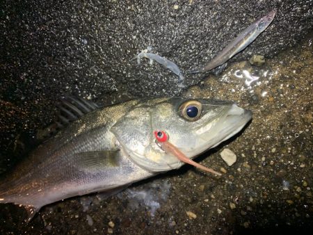 ベイトの溜まり場