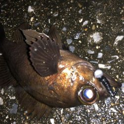 満月メバリング