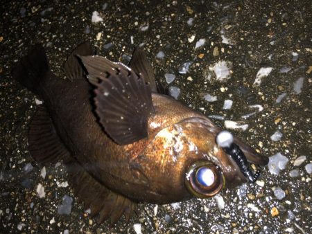 満月メバリング