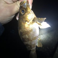 20前後のメバル