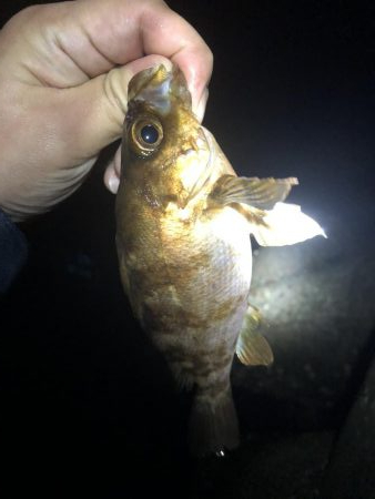 20前後のメバル