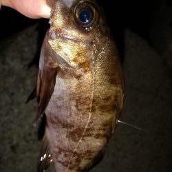 藻場に溜まってました