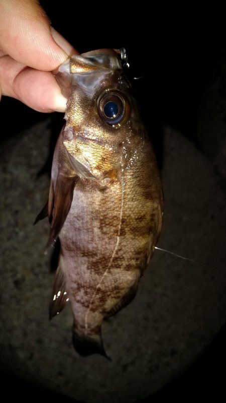 藻場に溜まってました