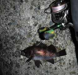 フロートでメバル