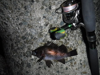 フロートでメバル