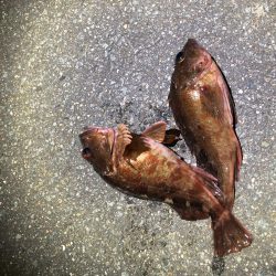 新波止から吉野川河口最高