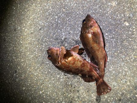 新波止から吉野川河口最高