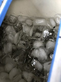 やっぱり深日港！中羽イワシが乱舞。