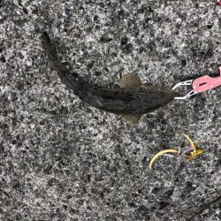 ショアタイラバ