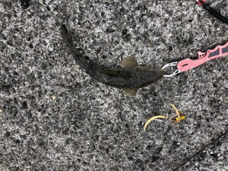 ショアタイラバ