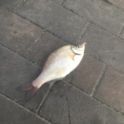 低水温期の貴重な1匹