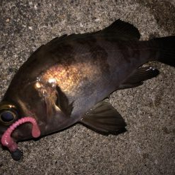 たけのこ、メバル