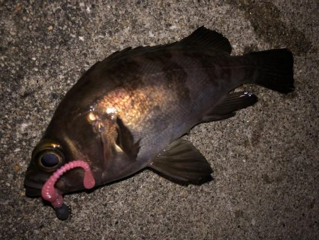 たけのこ、メバル