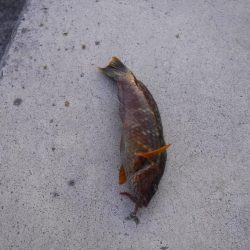 メバリングでベラ・ガシラ・アジ・メバル