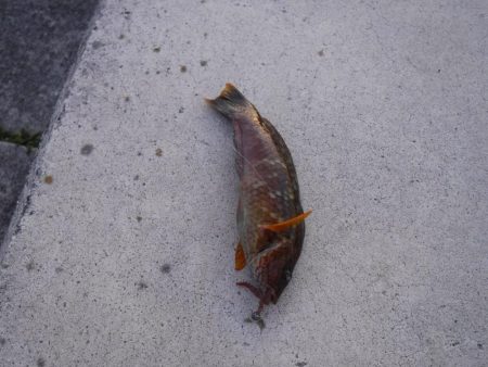 メバリングでベラ・ガシラ・アジ・メバル