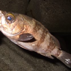 ハイシーズンまではもう少し