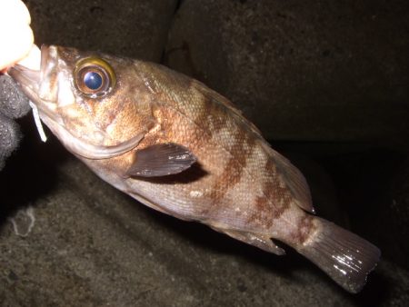 ハイシーズンまではもう少し