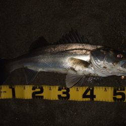 久々のシーバス