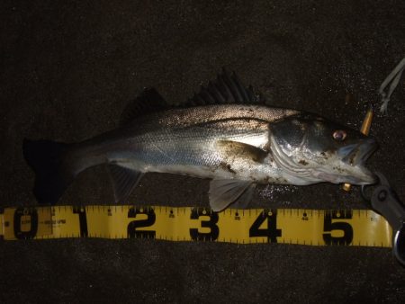 久々のシーバス