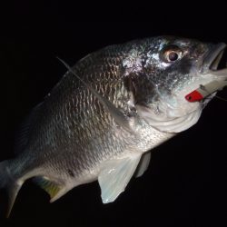 シーバスはダメでも