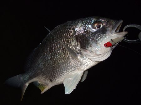 シーバスはダメでも