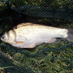 紀ノ川でヘラブナ1枚。はたき中です。