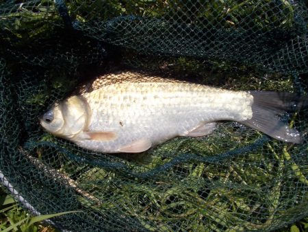 紀ノ川でヘラブナ1枚。はたき中です。