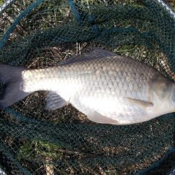 紀ノ川 ヘラブナ釣り