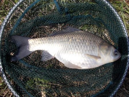 紀ノ川 ヘラブナ釣り
