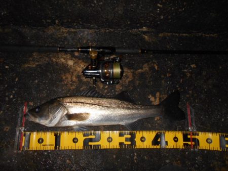 ソリッドティップでないと厳しい…。