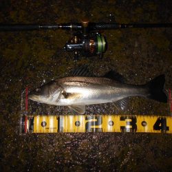 全然乗らん…。