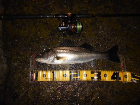 全然乗らん…。