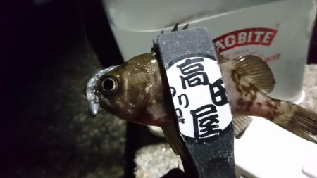 爆風メバリング