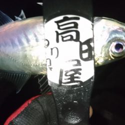 困ったときの熟成活アジ！！