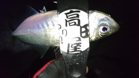 困ったときの熟成活アジ！！