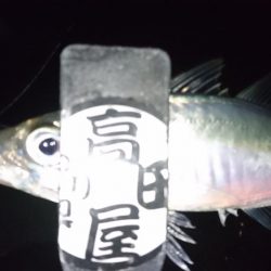 ボトムべったり！！