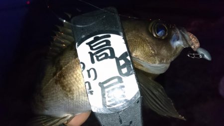 今夜はシャッド！！