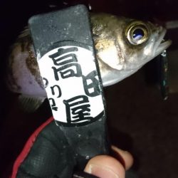 今夜もメタルメバリング！！