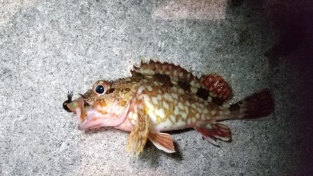 ワレカラワーム