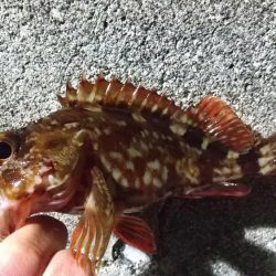 テトラ際のやつ