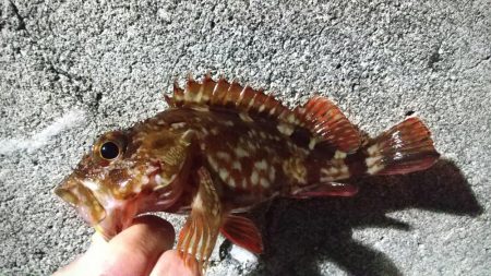 テトラ際のやつ