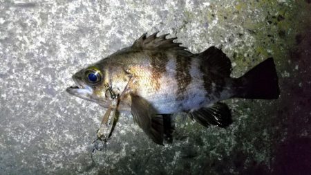 壁際についてるやつ