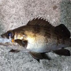 爆風の常夜灯まわり