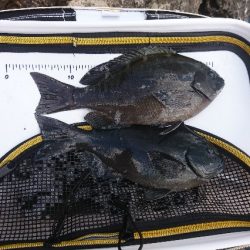 勝浦山成でグレ釣り