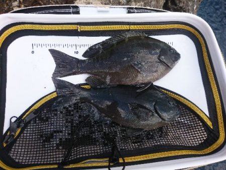 勝浦山成でグレ釣り