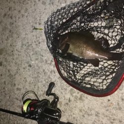 大阪でメバル28cmとアジ釣れた