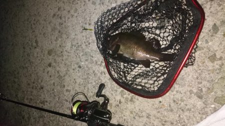 大阪でメバル28cmとアジ釣れた